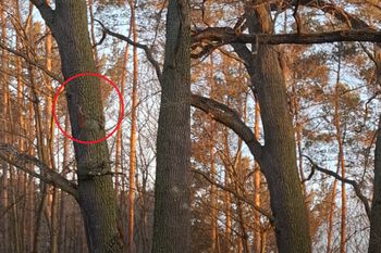 Wiosenne harce w polskim lesie. Jest nagranie