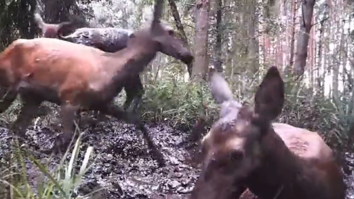 Leśne zwierzęta uwielbiają taplać się latem w błocie