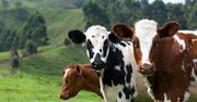 Cielęta korzystają z toalety. To sposób na walkę z ociepleniem klimatu
