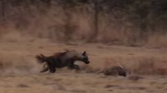 Hiena kontra mrównik. Świadek nagrał niezwykły pościg zwierząt