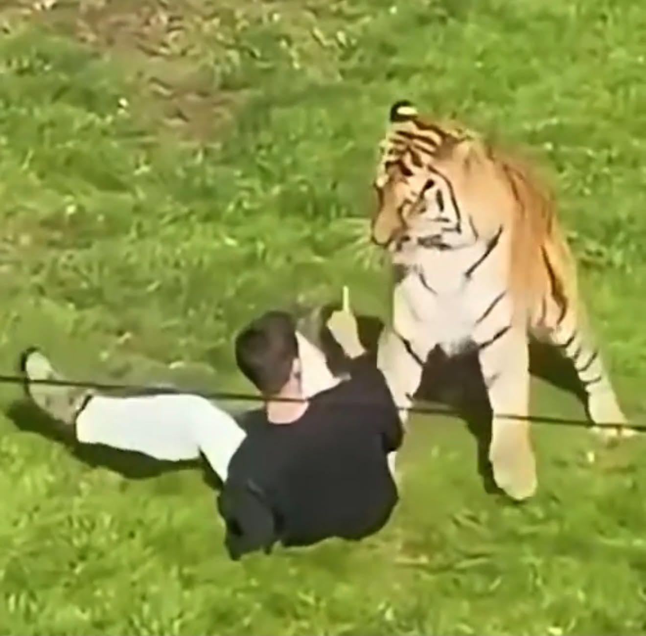 Tragedia w brytyjskim zoo
