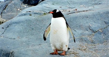 Linux 5.9 wydany: znaczące usprawnienia w sferze pamięci masowych