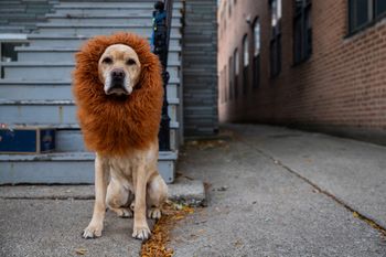 "Tajemnicze cząsteczki" u psów. Mogą pomóc z ludzką długowiecznością