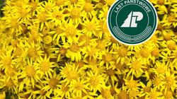 Lasy Państwowe ostrzegają przed rakotwórczą rośliną. "Wyniszcza wątrobę"