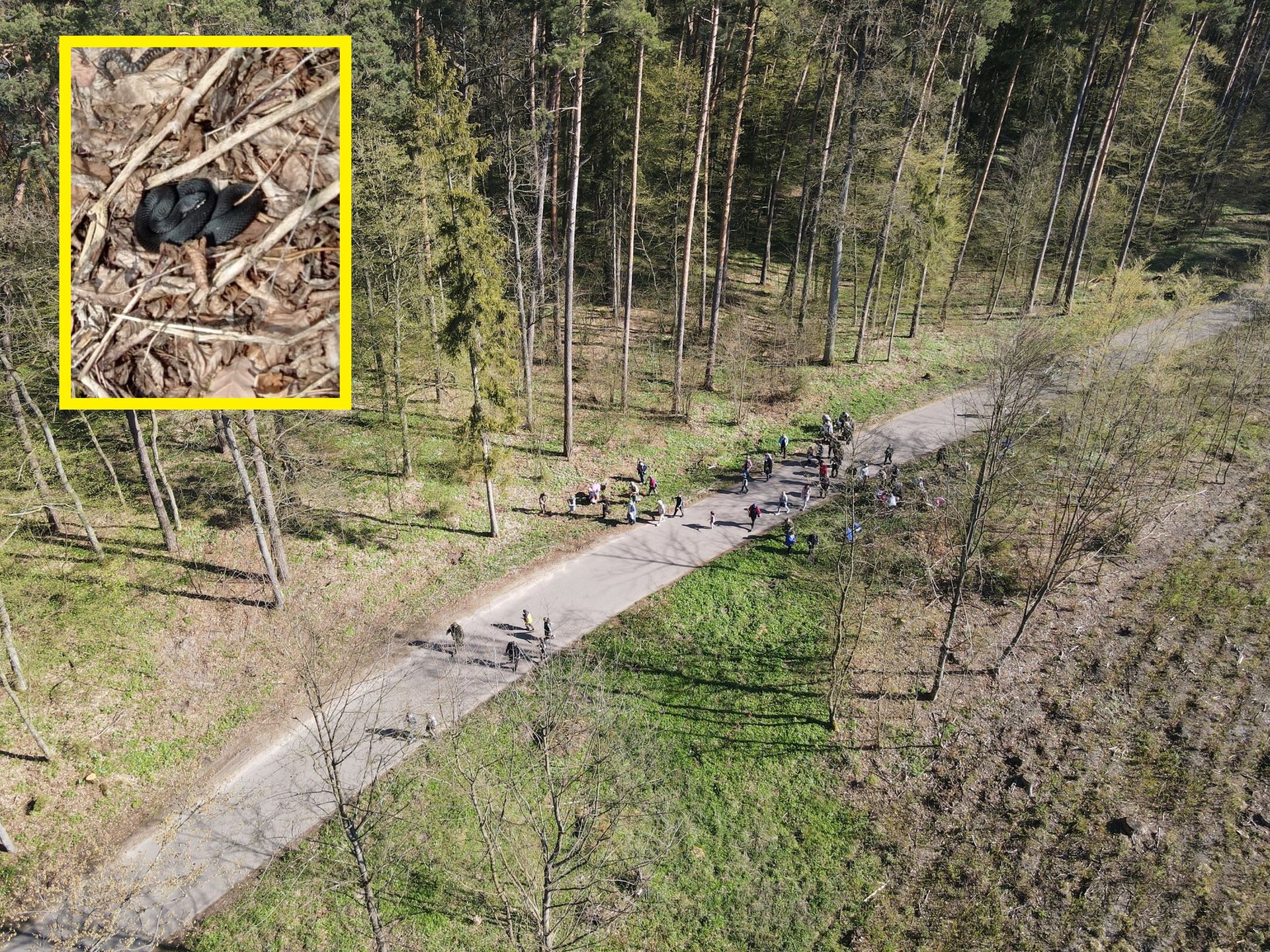 Wybierasz się do lasu na spacer? Leśnicy ostrzegają