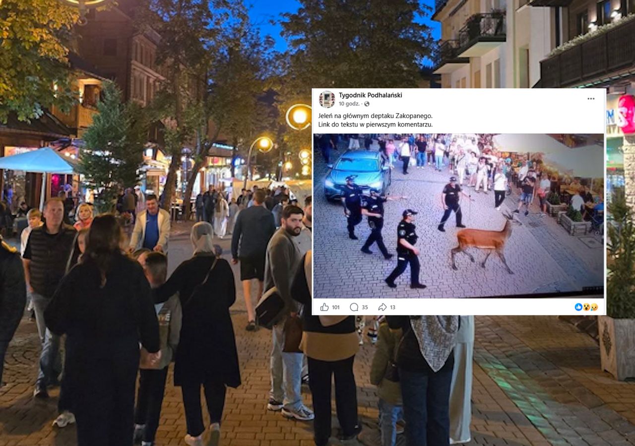 Jeleń na Krupówkach. Ludzie sadzali dzieci na grzbiecie zwierzęcia. "Szczyt bezmyślności"