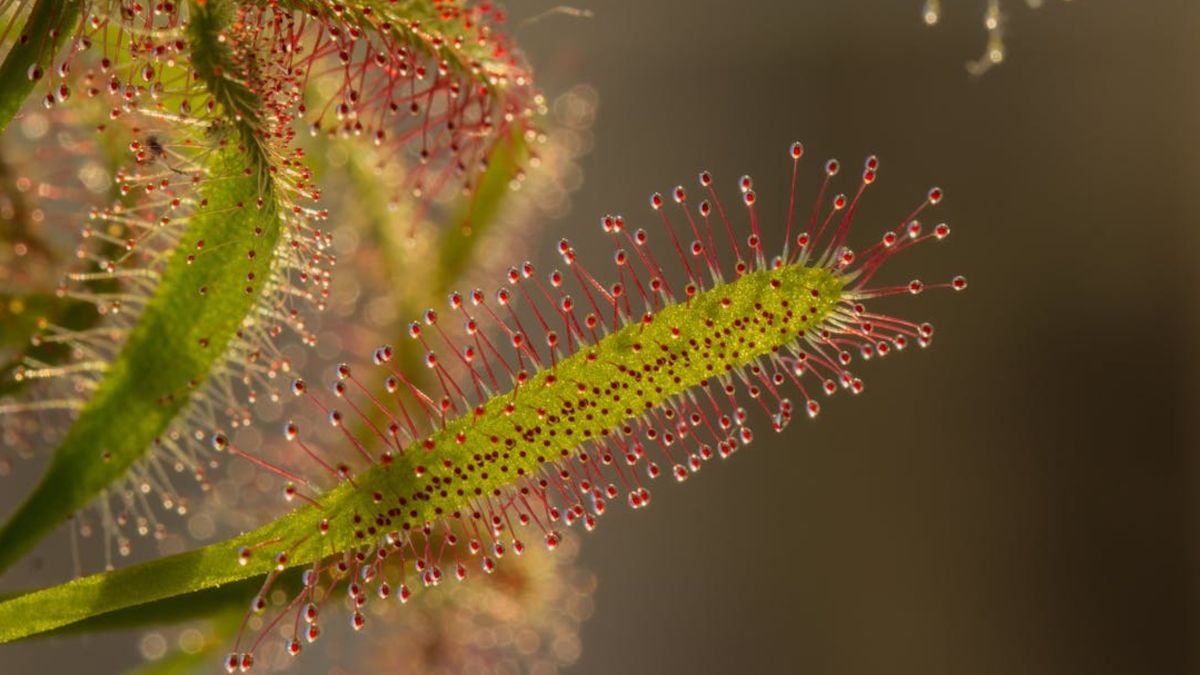 Rosiczka długolistna.