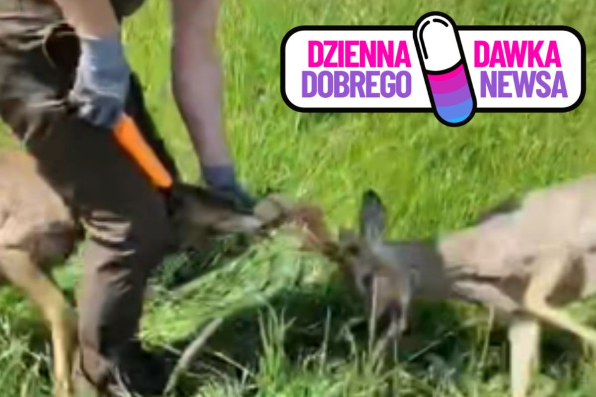 Alarm w lesie pod Koszęcinem. Zwierzęta potrzebowały natychmiastowej pomocy