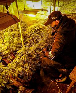 Śląskie. Ależ plantacja konopi! 100 kilogramów marihuany nie trafi na rynek