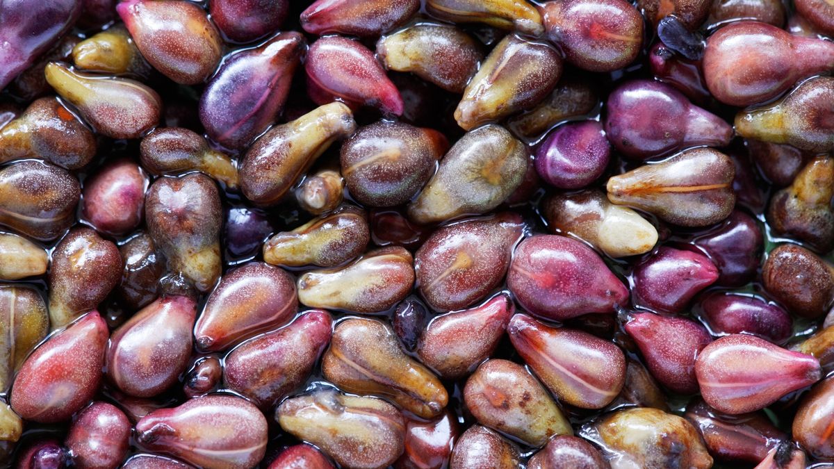 Pestki winogron to bogate źródło antyrakowych związków