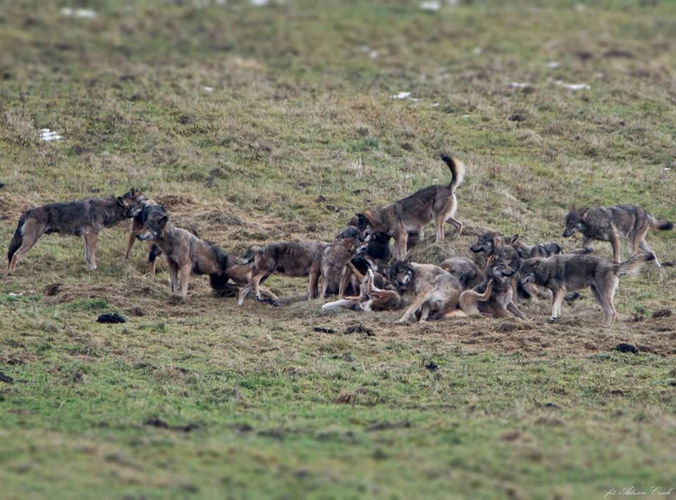 23 wilki w jednej grupie. Turysta natknął się na nie przypadkiem