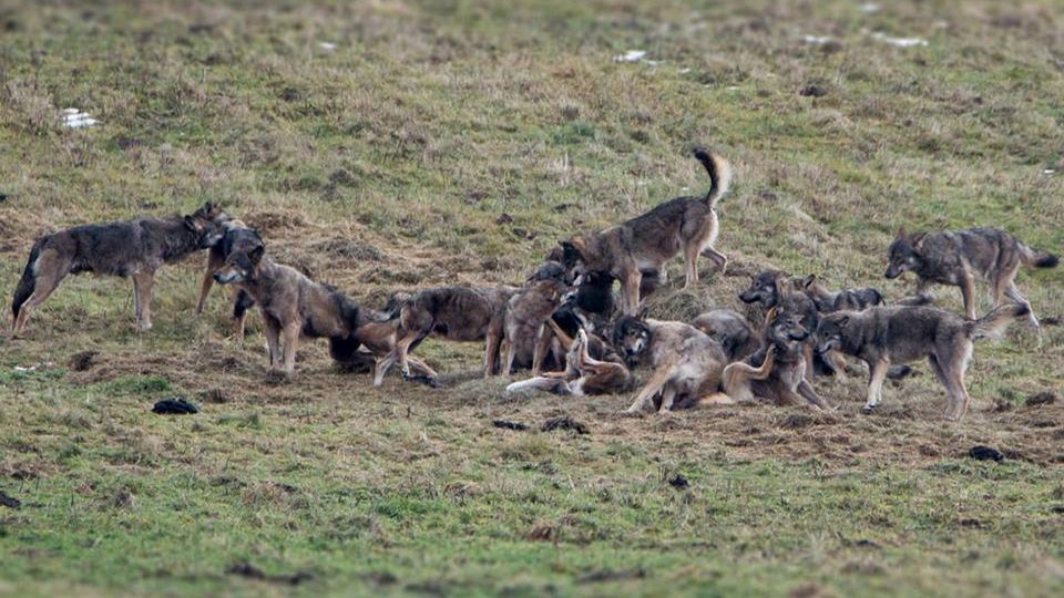 23 wilki w jednej grupie. Turysta natknął się na nie przypadkiem 1