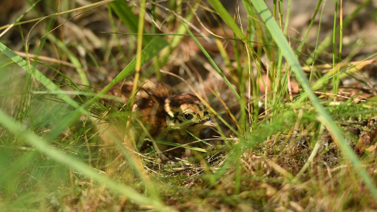 Udało się odchować aż 141 małych cietrzewi