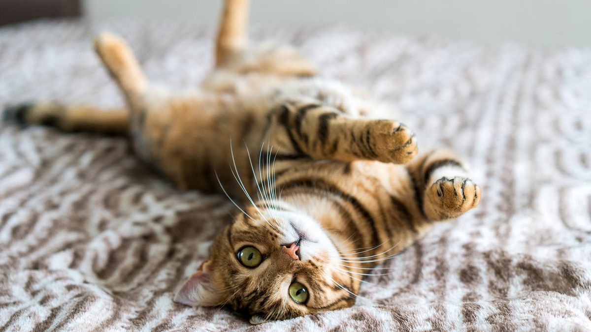 cat, bengal, playing, cute, kitten