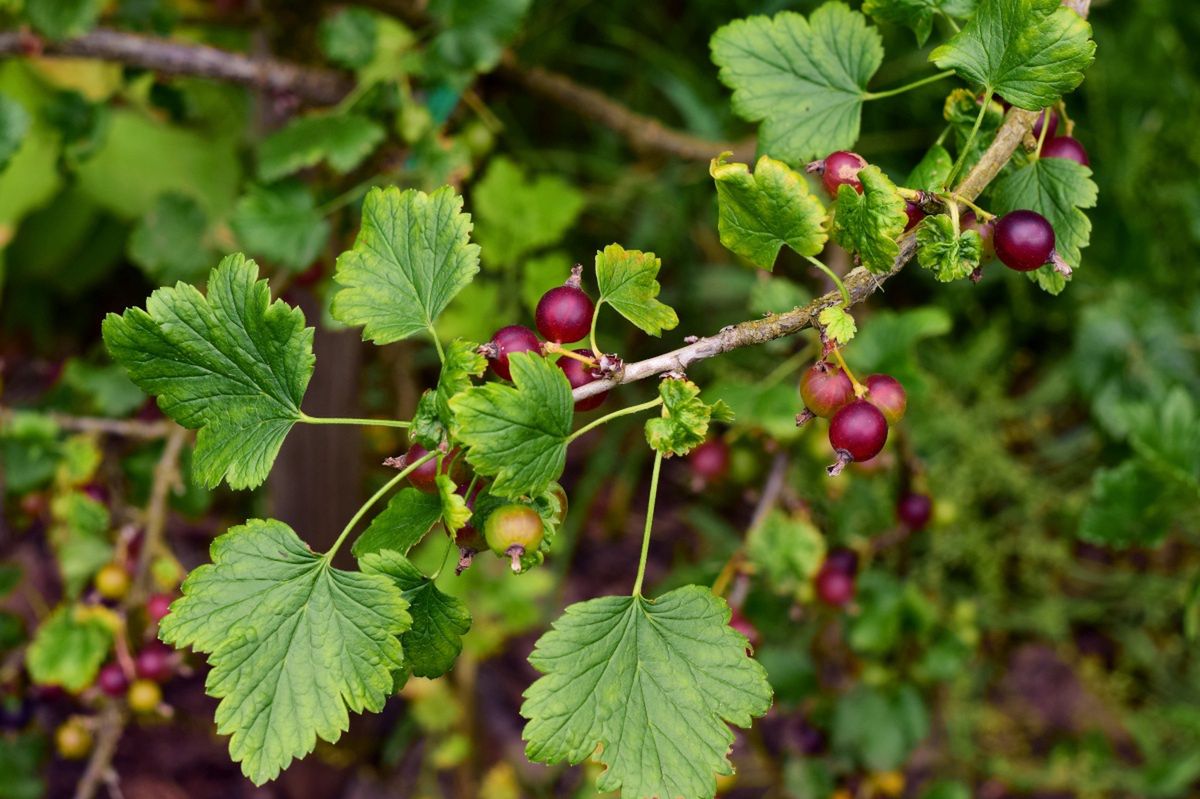 W Polsce prawie nikt go nie zna. Łączy w sobie smak dwóch pysznych i lubianych owoców