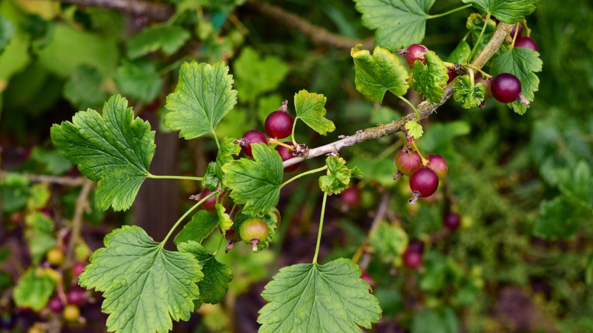 Porzeczkoagrest na krzaczku