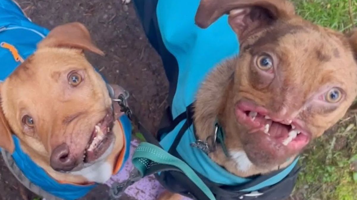 Miłość psów ponad wszystko. Pokonali przeciwnośc