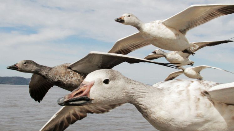 Oto sposób w jaki filmowcy nagrywają zwierzęta bliżej, niż kiedykolwiek 1