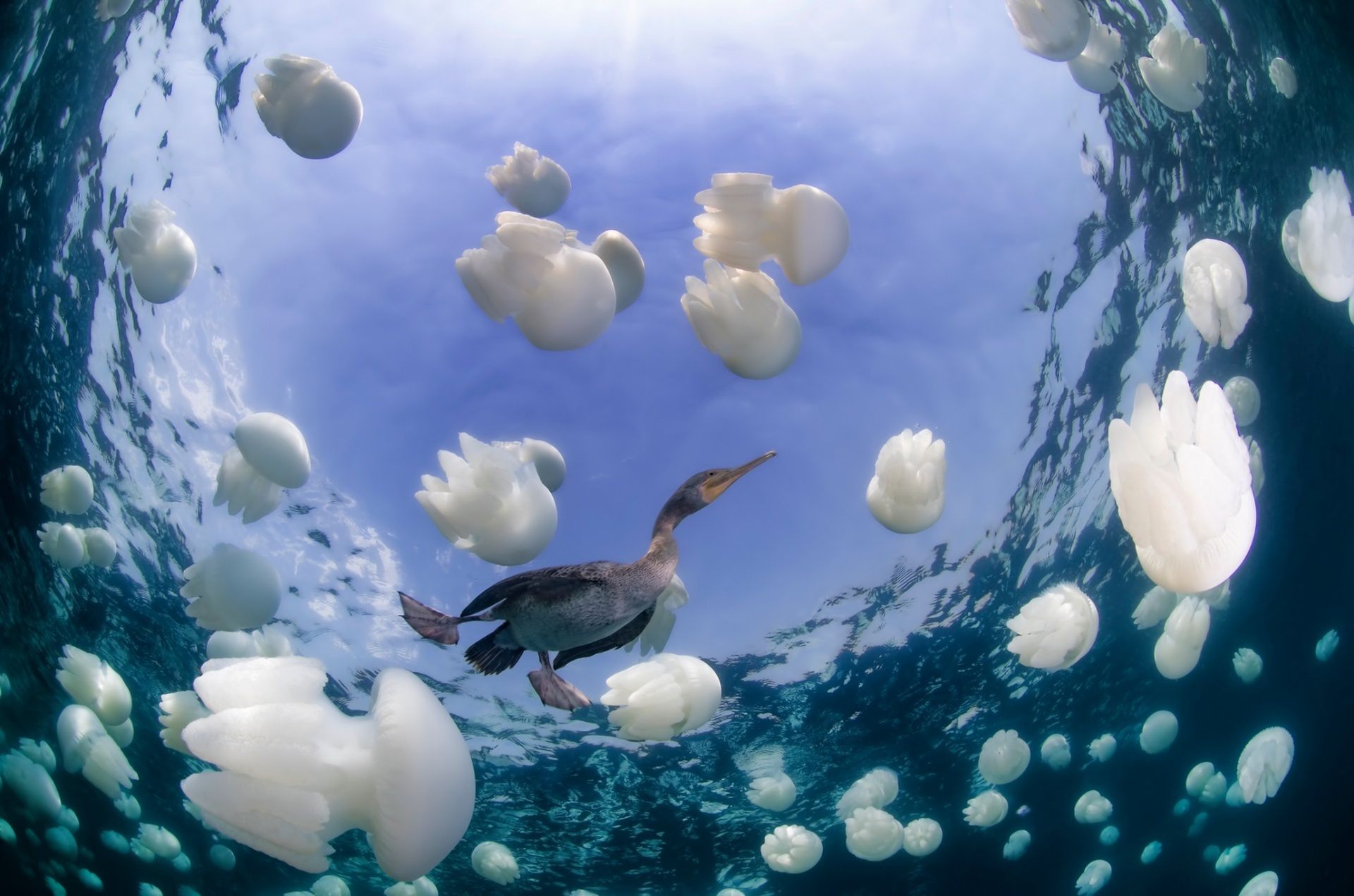 Underwater Photographer of the Year 2015 - najlepsze fotografie wykonane pod wodą 7