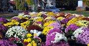 Wrocław. Będą rekompensaty za chryzantemy. Konieczne złożenie wniosku