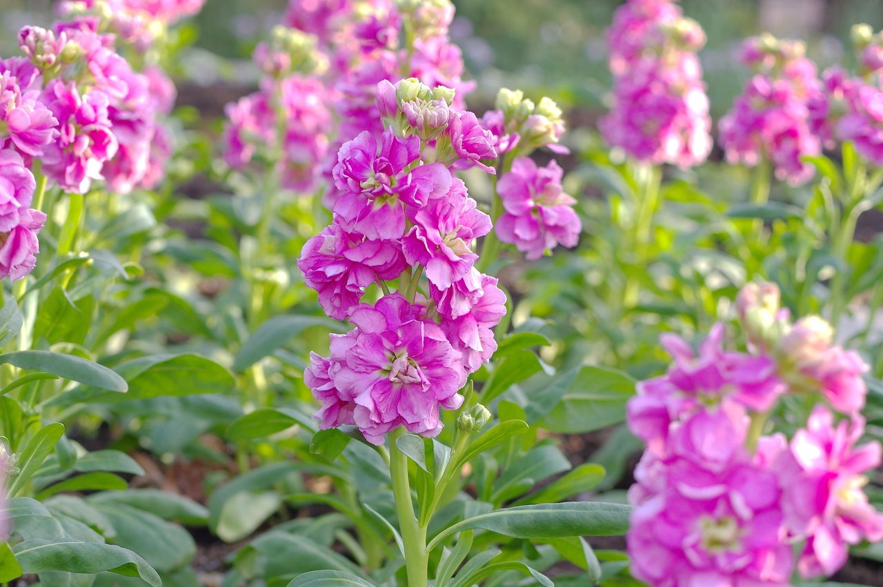 Posiej zamiast pelargonii. Wiosną sobie podziękujesz