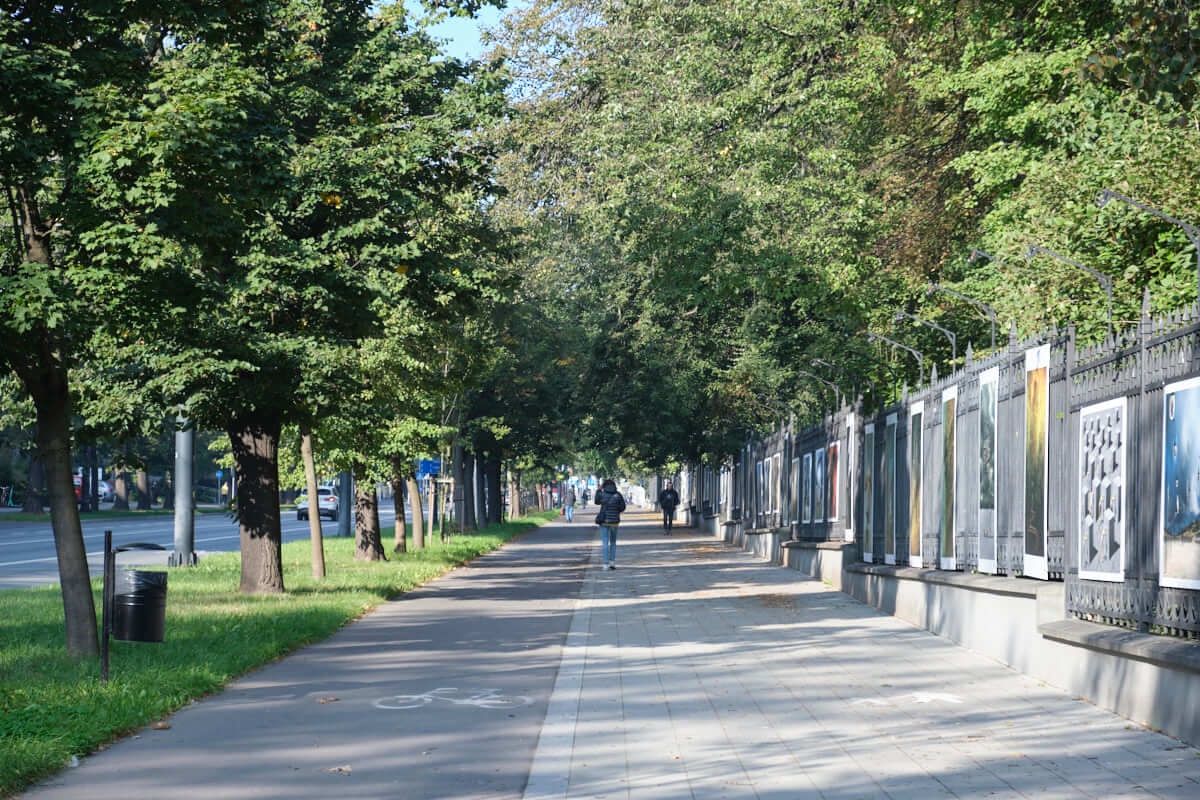 jesienne drzewa nad chodnikiem wzdłuż ogrodu saskiego
