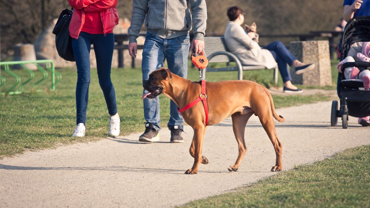 Wyższe madaty za psy