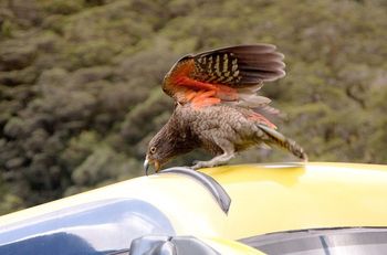 Naukowcy zdumieni. Stracił połowę dzioba, a i tak został samcem alfa