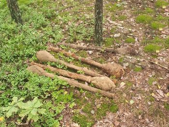 Chorchosy: Spacerowicze znaleźli w lesie sześć panzerfaustów. Konieczne było wezwanie saperów