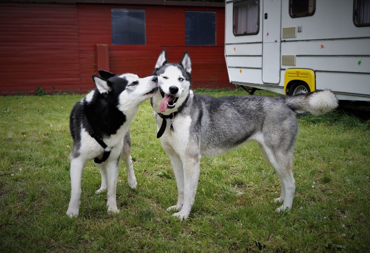 Przyjaciel pies. Husky pomógł swojemu niewidomemu bratu