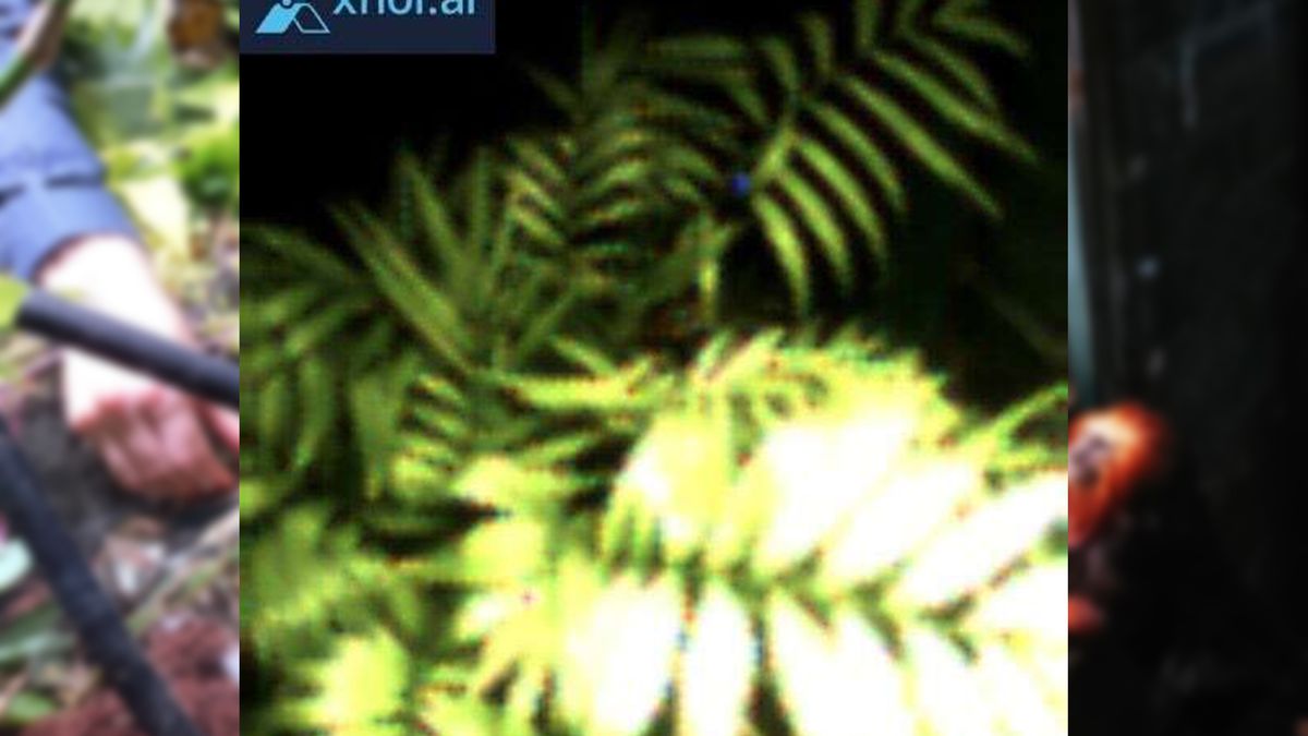 Roślina zasiliła aparat fotograficzny. To przełom w badaniu lasów deszczowych 1