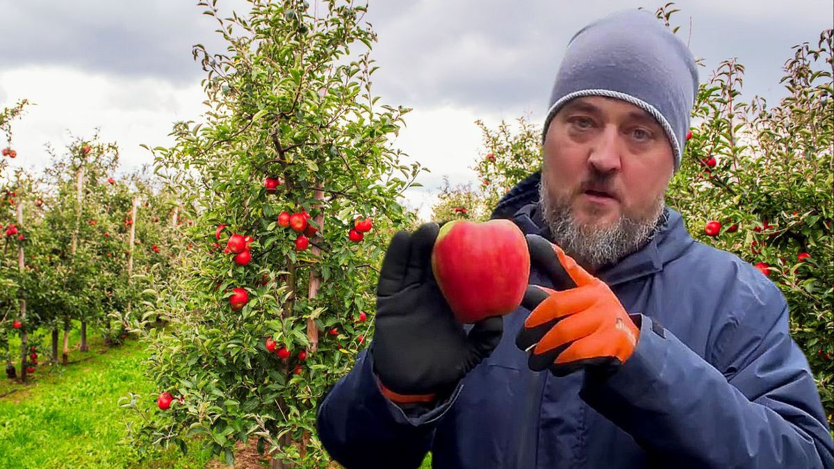 Sadownik Andrzej Urbanek z Korczyny pokazuje jabłko
