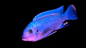 Rybka - robot jako inspektor kontroli jakości wód 1