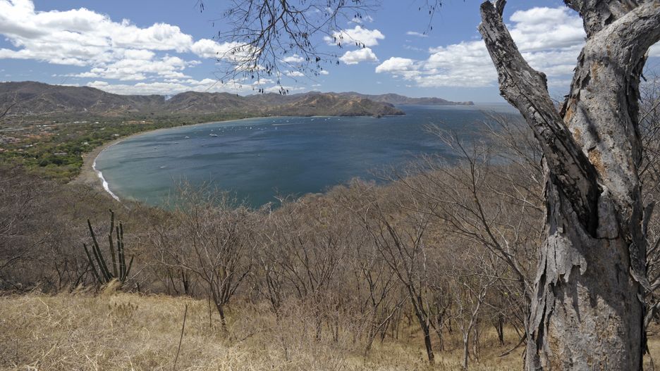 Wyschnięty las w Kostaryce. 