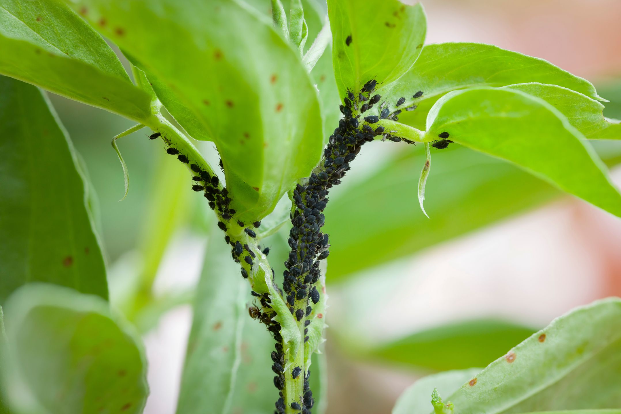 Aphids, black fly (black bean aphids) on broad bean plant, UK
Aphids, black fly (black bean aphids, blackfly) on leaves of a broad bean plant, UK garden
Paul Maguire
aphids, black fly, aphid, plant, black, blackfly, black bean aphids, pest, pests, bean, beans, broad, fava, vegetables, garden, legume, legumes, broad bean, broad beans, insecticide, insect, insects, pesticide, pest control, infested, infestation, group, greenfly, close up, closeup, detail, bugs, bug, leaves, macro, gardening, disease, plants, uk, rust, rust spot, spots, vegetable, problems, damage, damaged, diseased, diseases, black bean aphid, flies, aphids, black fly, aphid, plant, black, blackfly, black bean aphids, pest, pests, bean, beans, broad, fava, vegetables, garden, legume, legumes, broad bean, broad beans, insecticide, insect, insects, pesticide, pest control, infested, infestation, group, greenfly, close up, closeup, detail, bugs, bug, leaves, macro, gardening, disease, plants, uk, black bean aphid, rust, rust spot, spots, vegetable, problems, damage, damaged, diseased, diseases