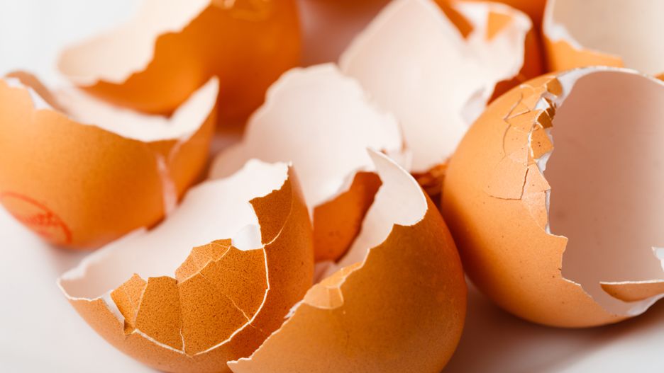 Skorupki jajek