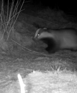 Borsuki zablokowały południe Holandii. Zagrożenie dla ludzi