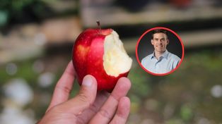 Często jedli jabłka. Takie mieli wyniki badań