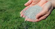 Rozsyp garść na trawniku. Łyse placki zarosną w mig