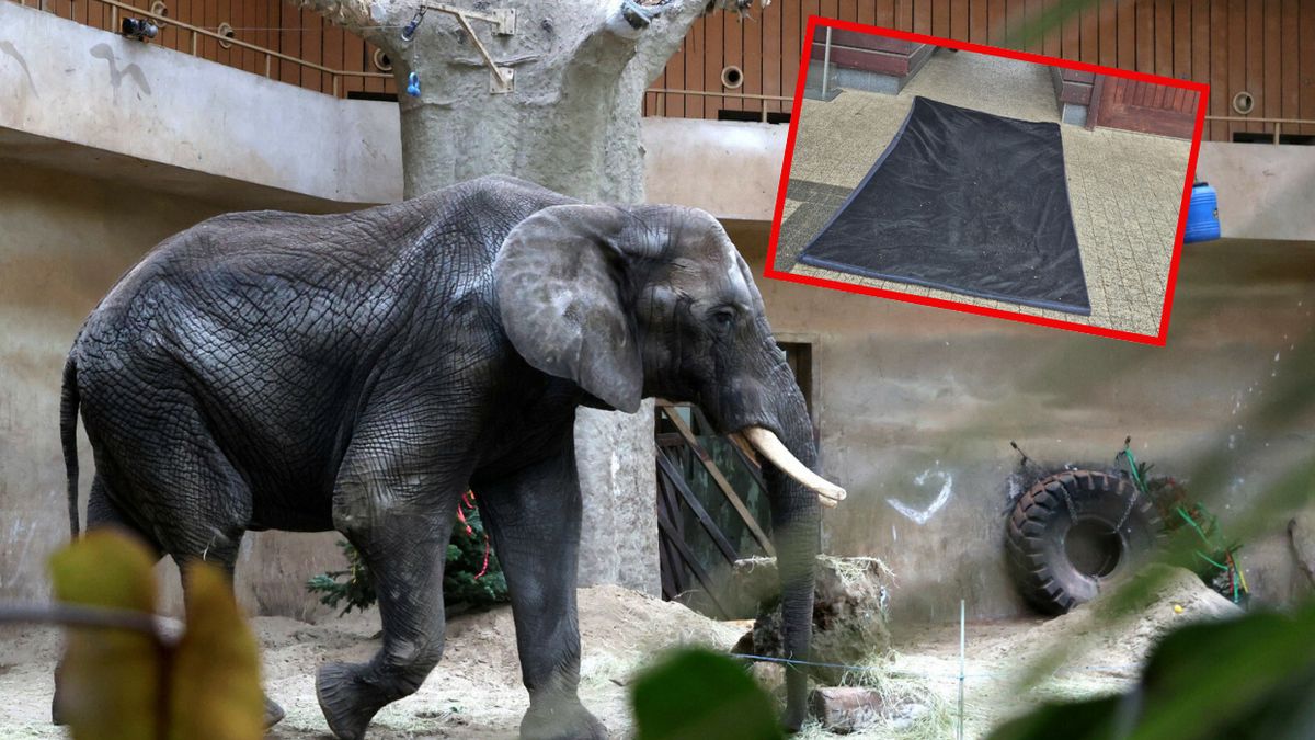 W zoo w Warszawie położono matę dezynfekującą