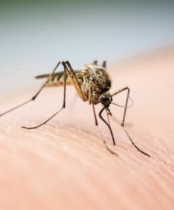 Wrocław. Trwa odkomarzanie miasta. W tym roku komary mają się wyjątkowo dobrze