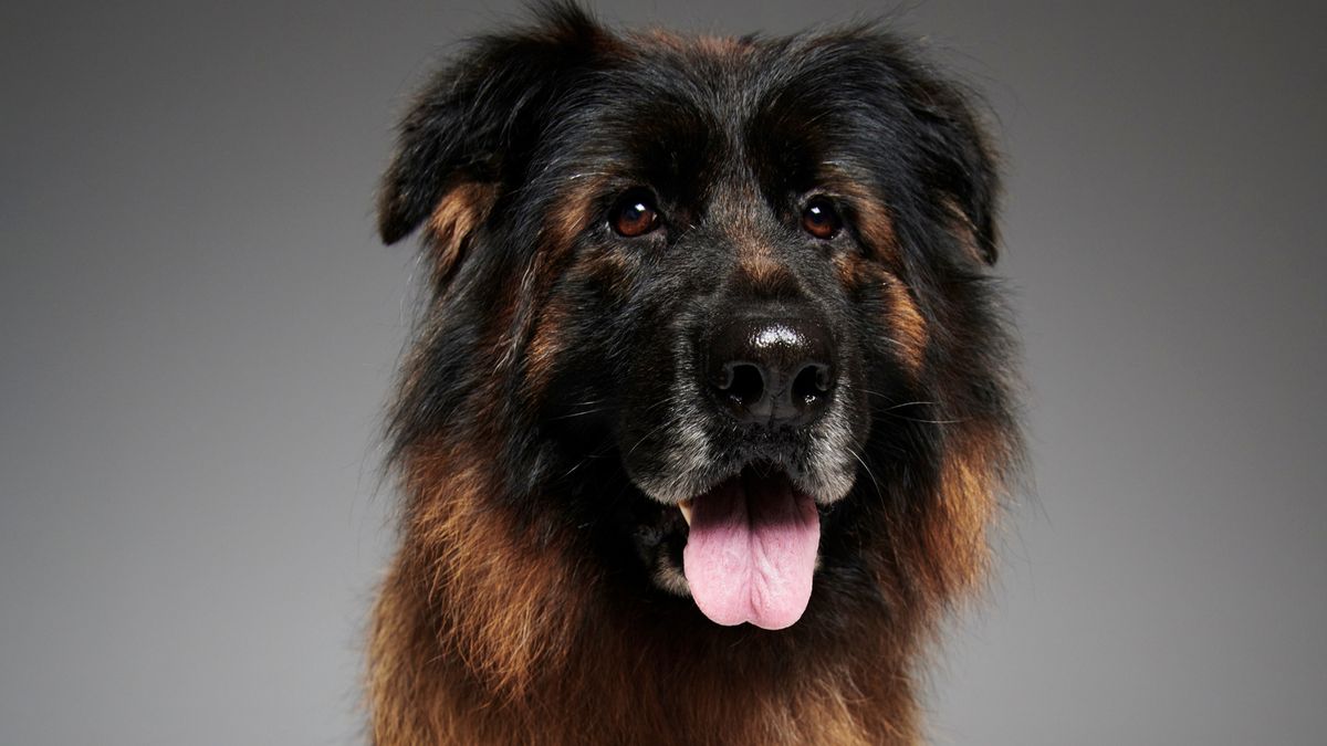 #AdoptujŚwiadomie! Ellis znalazła nowy dom!