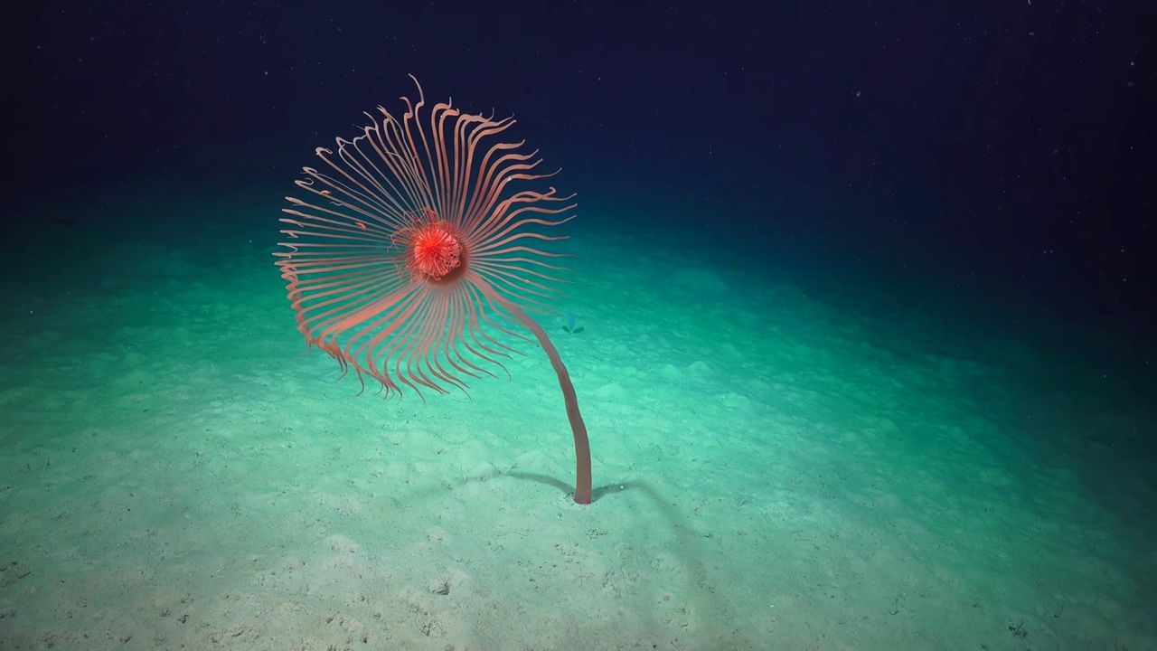 Hipnotyzujące ujęcia z głębi oceanu pokazują piękno nieznanej fauny