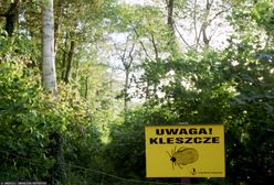 Wystarczyło kilka ciepłych dni. Inwazja kleszczy w Polsce