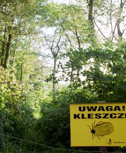 Wystarczyło kilka ciepłych dni. Inwazja kleszczy w Polsce