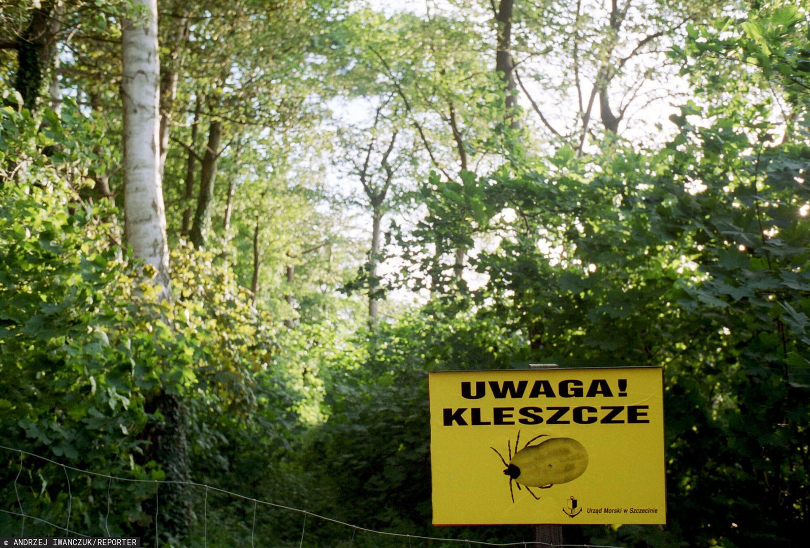 Wystarczyło kilka ciepłych dni. Inwazja kleszczy w Polsce