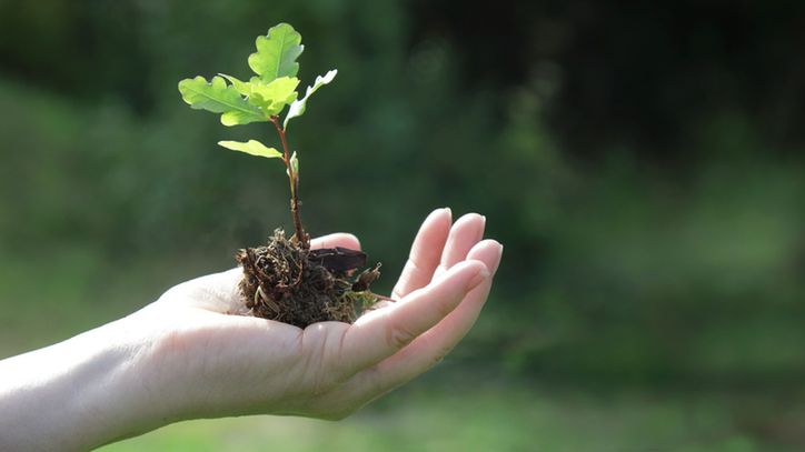 Witanolidy to związki obecne w roślinach.