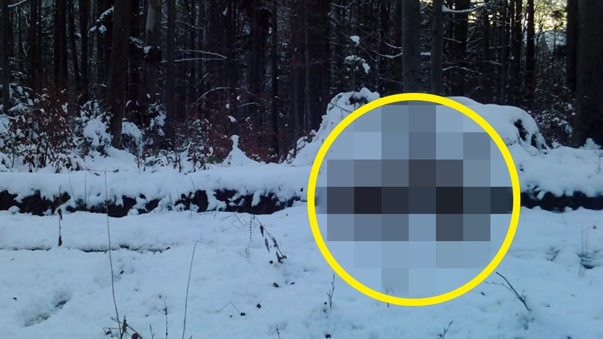Leśnicy podzielili się z internautami niecodziennym widokiem