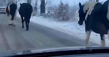 Sytuacja jak z filmu na drodze. Konie na jezdni