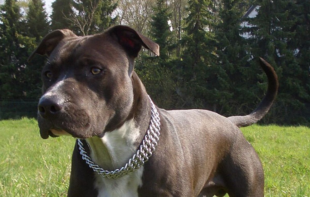 Amstaff rzucił się na dziecko. Prokuratura umorzyła śledztwo